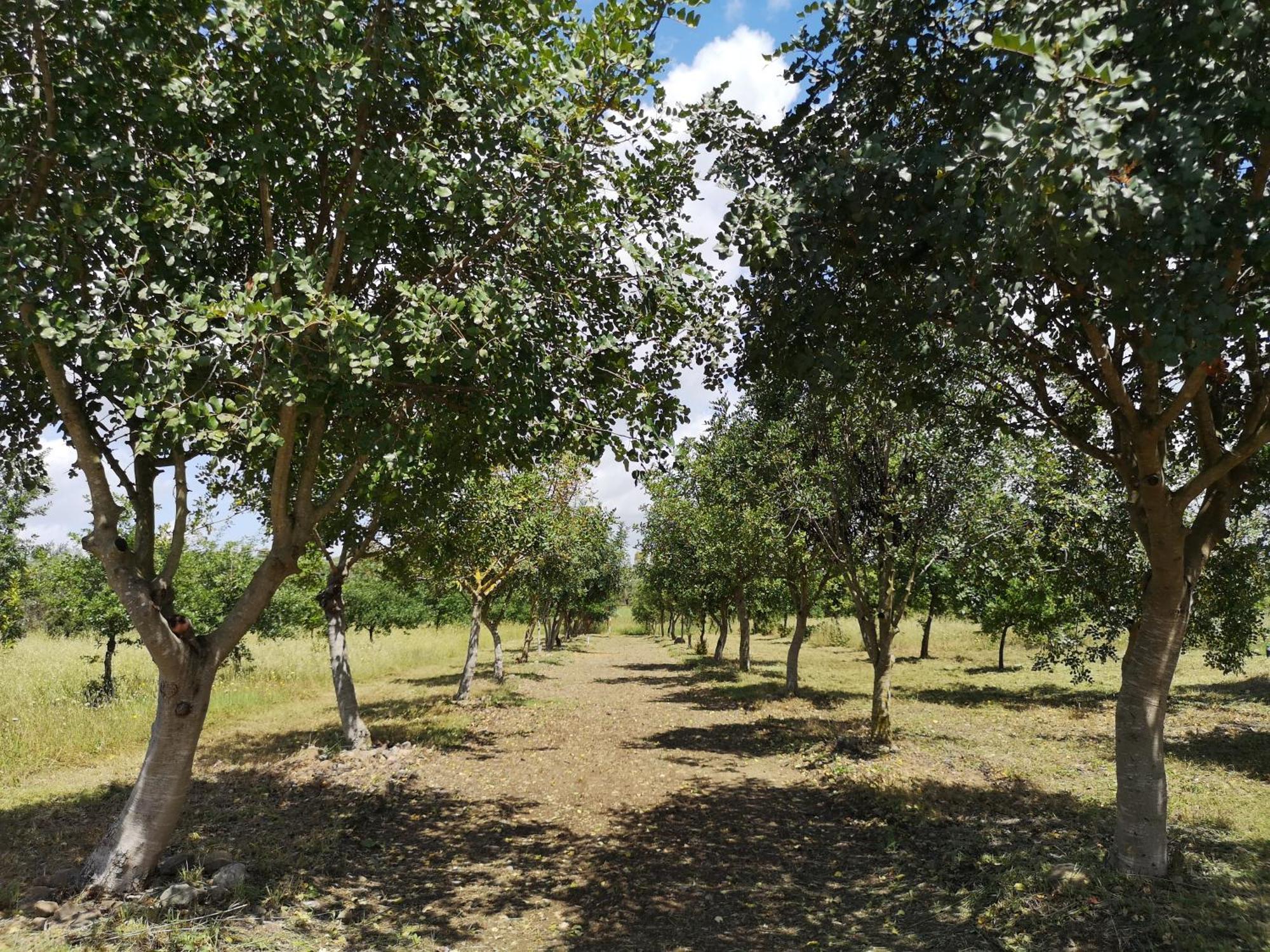 Solèminis Su Leunaxiu מראה חיצוני תמונה